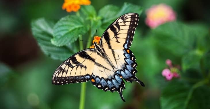 Suspected gang behind the $850 million Butterfly botnet arrested