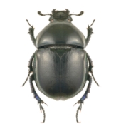 Beetle. Image from Shutterstock