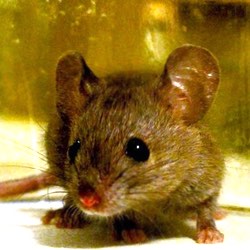 GlassRAT linked to earlier geopolitical malware campaigns