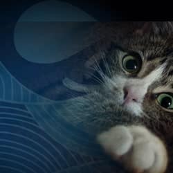 Kitty malware gets its claws into Drupal websites to mine Monero