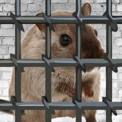 RAT author jailed for 30 months, ordered to hand over $725k worth of Bitcoin